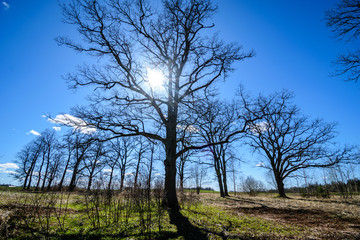 large oak tree in early spring with blue sky