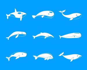 Whale blue tale fish icons set. Simple illustration of 9 whale blue tale fish vector icons for web