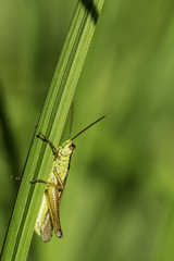 Insectes du marais de Montfort - Grésivaudan - Isère.