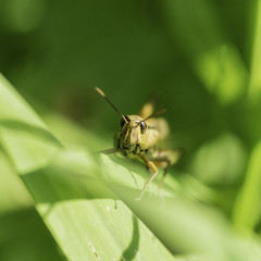 Naklejka premium Insectes du marais de Montfort - Grésivaudan - Isère.