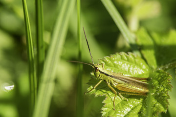 Insectes du marais de Montfort - Grésivaudan - Isère.