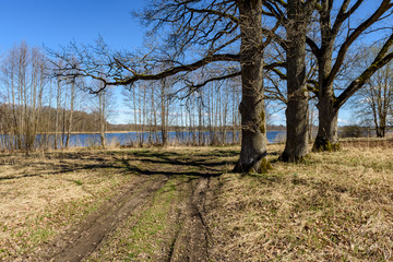 large oak tree in early spring with blue sky