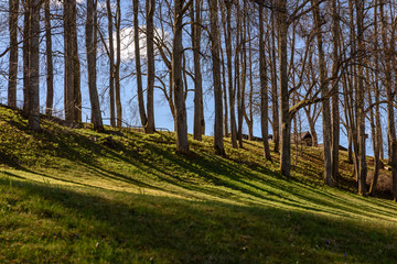 shadows from tree trunks in summer park