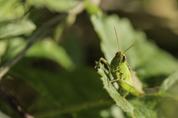 Insectes du marais de Montfort - Grésivaudan - Isère.