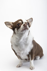 Brown white Dog breed Chihuahua on a white background.