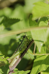 Fototapeta premium Insectes du marais de Montfort - Grésivaudan - Isère.