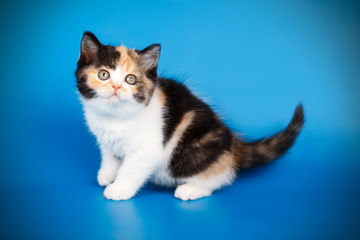Naklejka na ściany i meble Scottish straight shorthair kitten on colored backgrounds