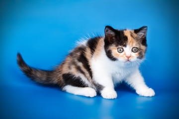 Scottish straight shorthair kitten on colored backgrounds