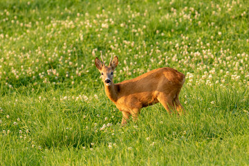 Rehbock