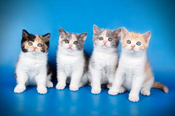 Scottish straight shorthair kitten on colored backgrounds