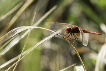Insectes du marais de Montfort - Grésivaudan - Isère.