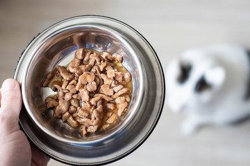 Owner gives food to his white cat