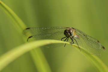 Insectes du marais de Montfort - Grésivaudan - Isère.