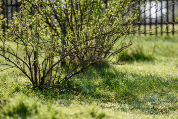 old wooden fence in the garden in countryside