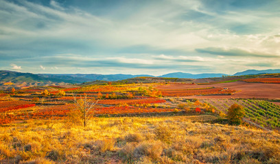 Landscape with vineyards in La Rioja