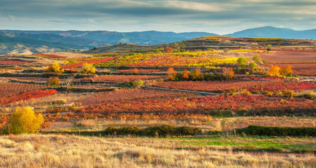 Landscape with vineyards in La Rioja