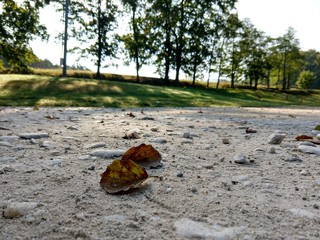 Leaves on the ground. Czech Republic