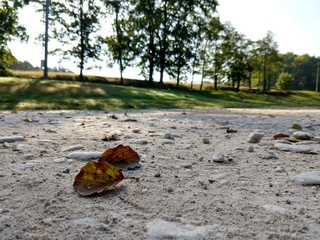 Leaves on the ground. Czech Republic