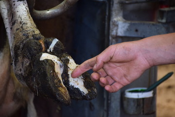 Cow claw with mortellaro