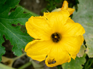 Flower of zucchini with bees. Pollination of flowers. Growing zucchini on a vegetable garden.