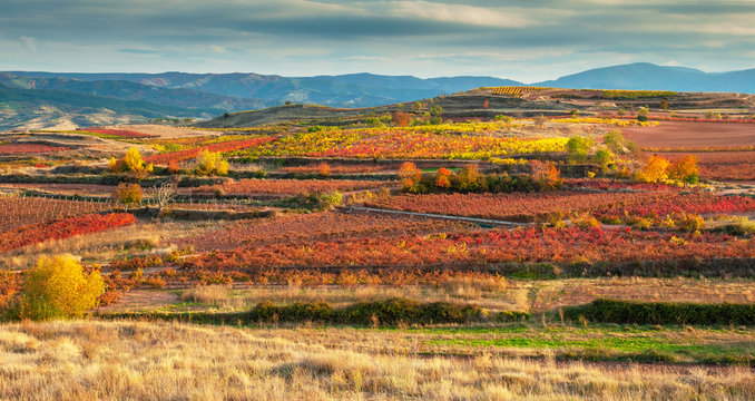 Landscape With Vineyards In La Rioja