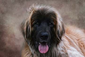 leonberger