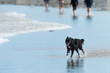 Naklejka premium Black dog running in shallow water on a beach