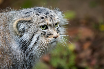 Obraz na płótnie Canvas Manul or Pallas's cat, Otocolobus manul, cute wild cat from Asia.
