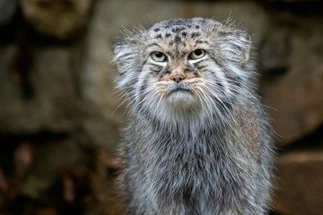 Manul or Pallas's cat, Otocolobus manul, cute wild cat from Asia.