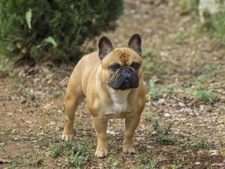 Fototapeta premium Bouledogue français de couleur fauve. Un petit molosse très amical et joueur