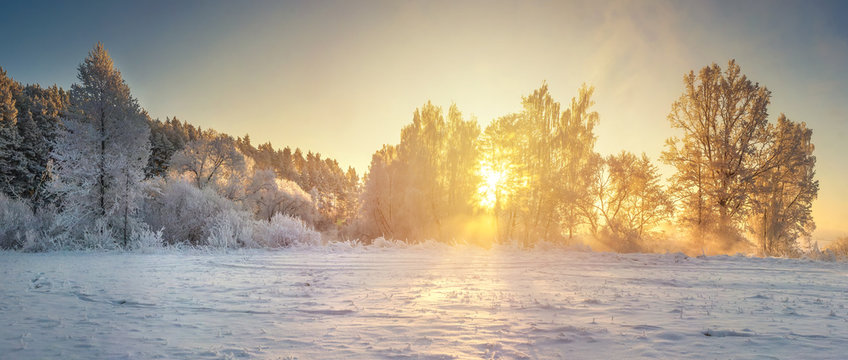 Winter nature landscape. Morning winter scene. Panorama with frosty trees in sunlight. Sunbeams through snowy trees. Christmas background. Beautiful wild . winter nature on sunrise