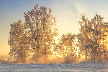 Winter landscape in yellow sunlight. Scenery frosty nature. Christmas background. Hoarfrost on trees and plants. Sun rays through branches. Beautiful morning snowy nature with sunbeams.