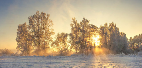 Winter nature landscape with warm sunlight in the morning. Frosty nature. Christmas background. Amazing winter scene. Hoarfrost on plants and trees. Sunbeams shining on frost. Xmas time