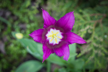 purple flower in garden