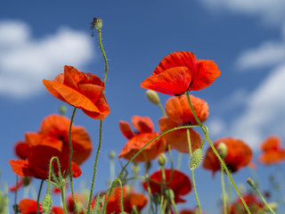 red petals of poppies in blue sky