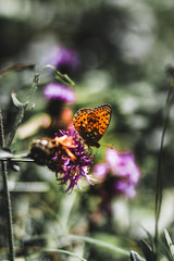 butterfly on flower
