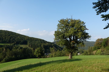 alter Birnenbaum