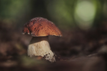 Grzyb borowik - boletus edulis - w lesie © butterfly-photos.org
