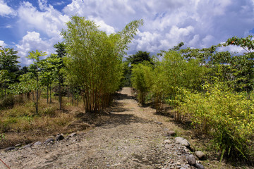 Fototapeta na wymiar Bamboo bushes as path markers, Puyo, Ecuador