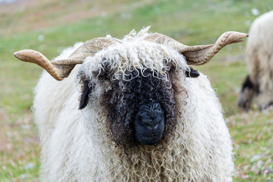 Black nose sheep grazing and sitting on the grass near the Matterhorn close up