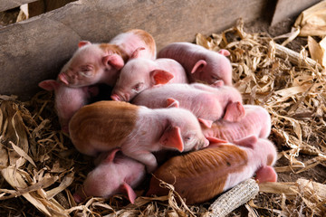 Leitões rosa, porquinhos recém-nascidos na fazenda.