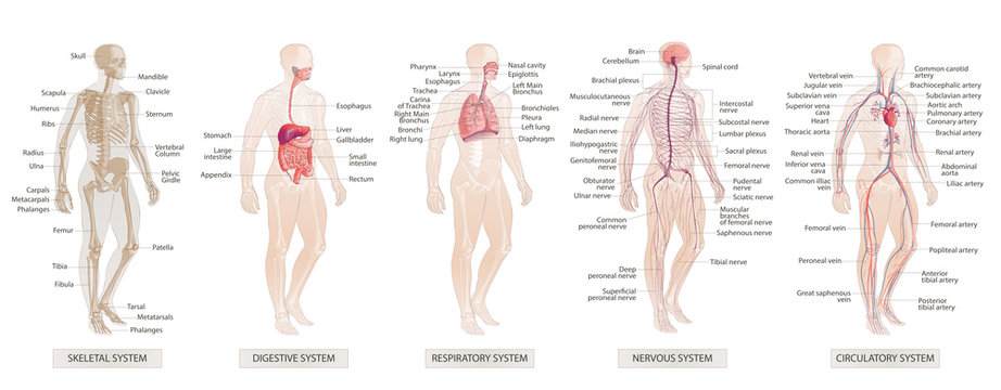 The vector illustration Human Body Systems Circulatory, Skeletal, Nervous, Digestive systems