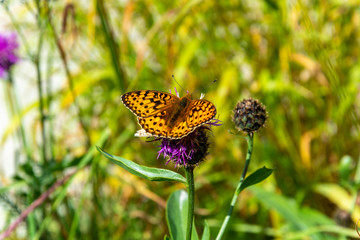 Beautiful orange butterfly sitting on a purple flower