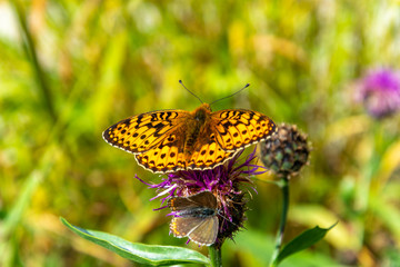 Beautiful orange butterfly sitting on a purple flower