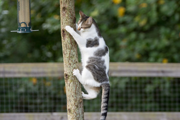 Curiosity go the cat