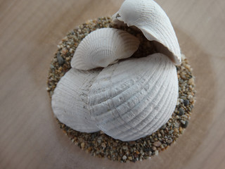 Muscheln in einem Glas mit Sand