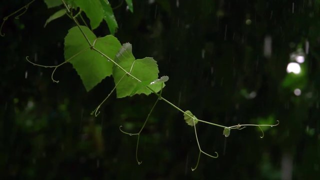grapevine in rainy summer day. Slow motion
