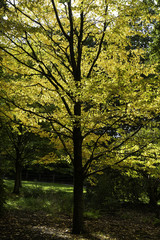 Fototapeta premium Sweet Birch Tree with sunlit yellow autumn leaves.