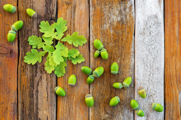 Green oak leaves and acorns on rustic wooden background