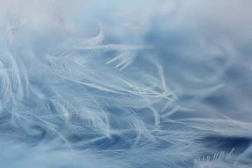 Close up of blue feather.